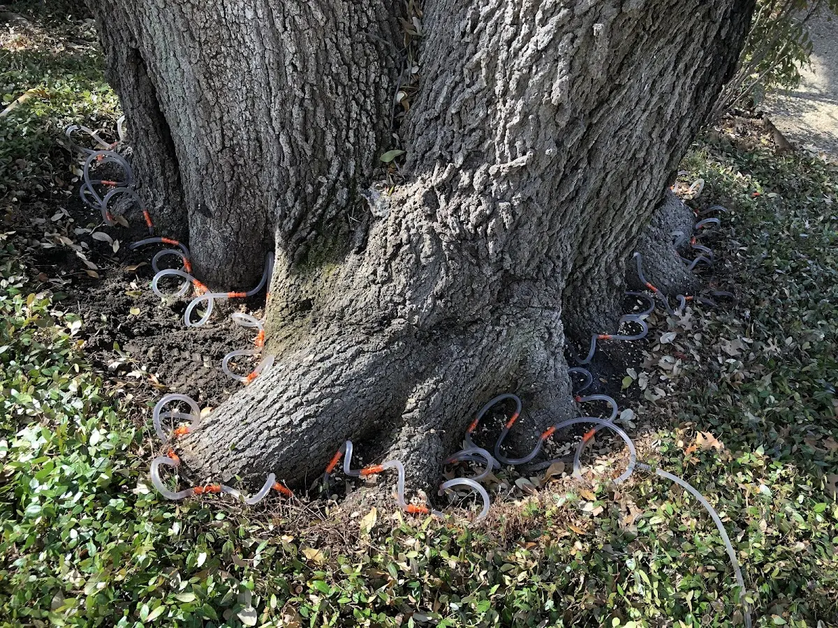Detailed Tree Cabling and Bracing job site in Waukon